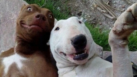 Topul celor mai haioase poze cu animale de companie - GALERIE FOTO