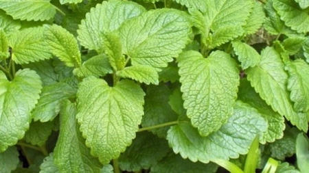 9 indicatii terapeutice ale melisei