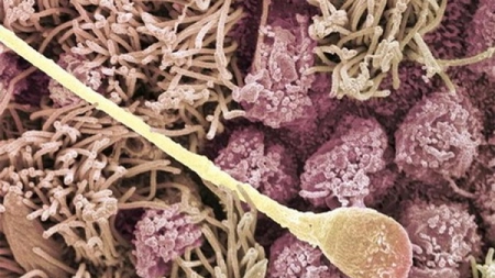 10 lucruri despre sperma care s-ar putea sa te surprinda