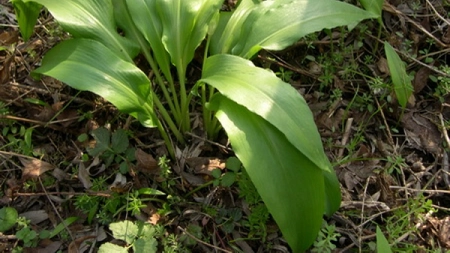 Tratamente naturiste cu frunze si bulbi de leurda

 