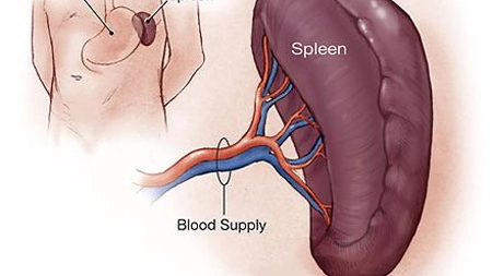 Cum iti dai seama ca ai splina bolnava
