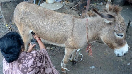 Alegeti laptele de magarita! Iata care sunt beneficiile pentru organism