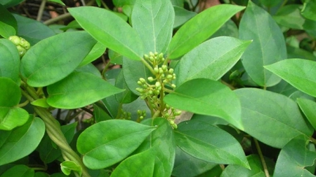 De ce este bine sa bei o ceasca de ceai de Gymnema Sylvestre zilnic, inainte de masa