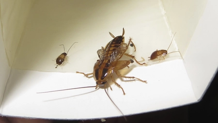 Cum scapi de gandacii de bucatarie. 5 solutii naturale la indemana  