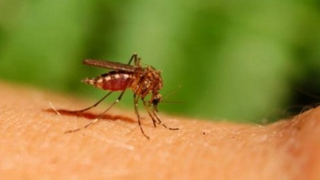 Cum ne protejam de insecte