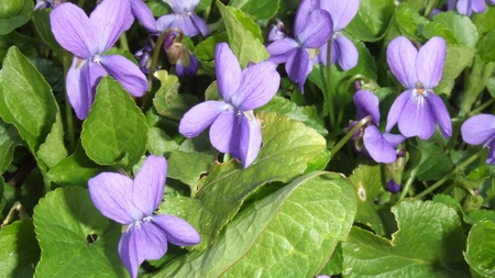 Ce e violet, nu e lavanda si se vinde cu 200 de euro kilogramul?