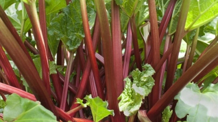 Arata ca o buruiana, dar din ea se fac inghetate, prajituri si compot. Cum se prepara rubarba, secretul din bucataria sasilor
