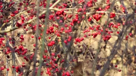 De ce au ramas neculese sute de tone de afine, macese sau catina in Romania