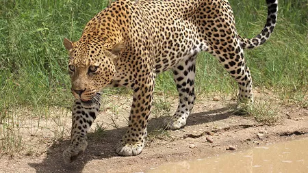 Mamă eroină în India. Femeia a ajuns la spital după ce s-a luptat cu un leopard pentru a-și salva fiul