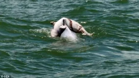 Cum isi plange un delfin puiul - VIDEO