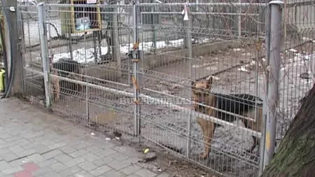 N-ai sa crezi de ce a fost in stare proprietarul a sase caini de rasa. Vecinii sunt ingroziti - FOTO, VIDEO