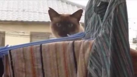 Sinuciderea unei pisici dezamagite de stapani - VIDEO
