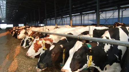 Se ingroasa treaba la ferma din Iasi, unde s-a depistat rabie la una dintre bovine. Numarul persoanelor internate in spital a ajuns la 18