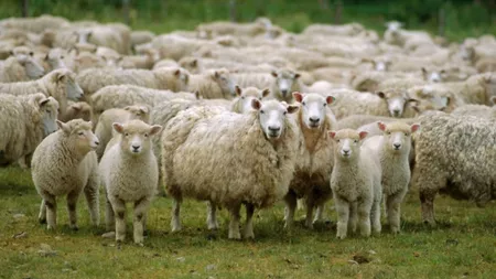 Crescătorii de ovine din Iași vor încasa ajutorul de minimis