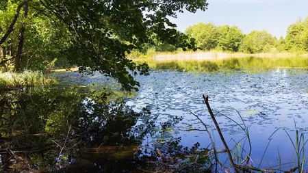 Rezervația naturală Lacul Morărenilor