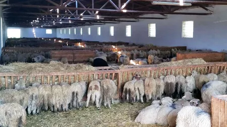 Controale în fermele de ovine și caprine din Iași