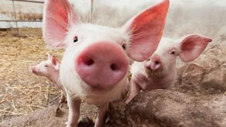 Fermierii ieșeni nu pot sacrifica porcii din gospodării fără avizul medicului