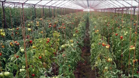 Producătorii de tomate vor avea banii în conturi în două săptămâni