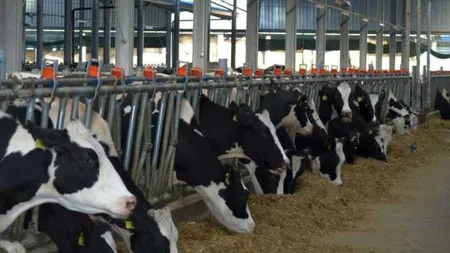 Fermierii din Iași cer redeschiderea târgurilor de animale