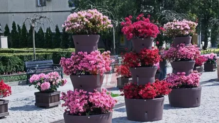 Primăria Iași cumpără ghivece cu flori de 100.000 de euro