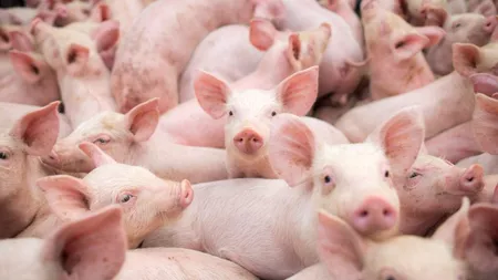 Campanie de informare a crescătorilor de porci din județ despre pesta porcină