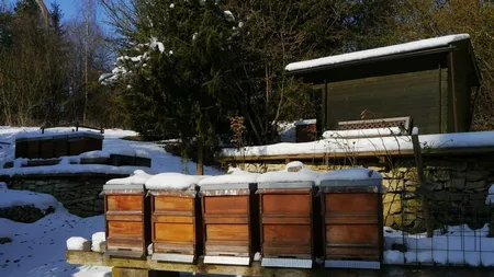 A scăzut numărul apicultorilor din județ