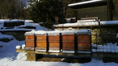 Ajutoare importante pentru apicultorii din Iași. Sumele sunt de ordinul milioanelor de euro