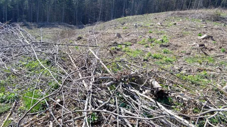 Se dau banii pentru prima împădurire. Ce acte se depun la APIA Iași?