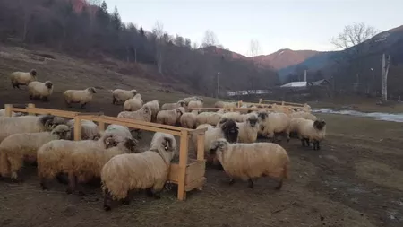 Atenție! Schimbări importante pentru crescătorii de ovine în cadrul programului 