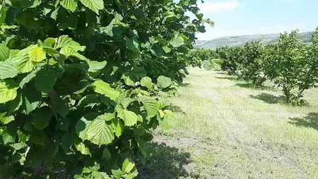 Tinerii din Iași investesc fonduri europene în micile afaceri din mediul rural. Cu o simplă semnătură au obținut câteva milioane de euro