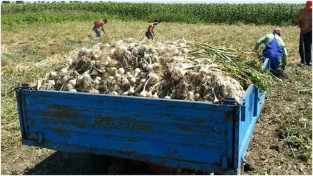 Vești bune pentru producătorii de usturoi din Iași. Cererile pentru ajutorul de minimis se depun până pe 15 mai, inclusiv