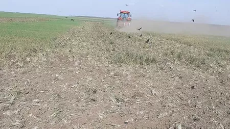 Fermierii ieșeni, afectați de secetă, au fost scutiți de la plata datoriilor timp de 18 luni. Iașul are peste 5.000 de hectare calamitate
