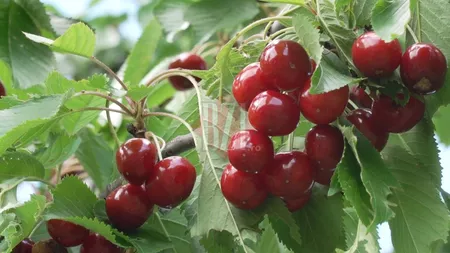 Producătorii de cireșe din celebra localitate Comarna, din Iași, se tem că o să rămână cu fructele de sezon în livezi. Graurii, coronavirusul și zilierii, problemele cu care se confruntă