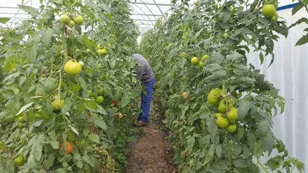 Secretele unor afaceri de succes dezvoltate cu banii obținuți în programul Tomata. Fermierii din Iași au investit 726.000 de euro în serele cu legume din mediul rural, în perioada 2017-2019