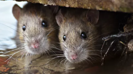 Avertisment: un nou virus, transmis de şobolani