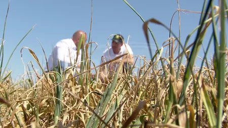 Direcția Agricolă verifică în teren solicitările fermierilor din Iași afectați de secetă