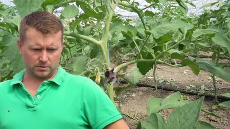 Fermierul lipovean Iulian Marcu, din Iași, a cumpărat 100 de bondari pentru polenizare. Roșiile naturale vor fi polenizate cu ajutorul acestor insecte și va obține un profit de 10.000 de lei - FOTO, VIDEO