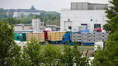 Peste 650 de cazuri de coronavirus la abatorul unui important producător din Germania