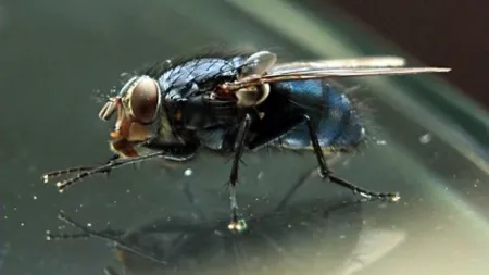 Cum să scapi de muște în sezonul cald. Soluții eficiente pentru îndepărtarea acestor supărătoare insecte