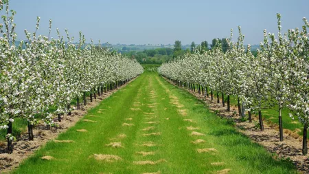 Se dau fonduri europene pentru asociațiile de producători din Iași care vor să-și dezvolte afacerile din domeniul agricol. Proiectele se depun la APIA Iași până pe data de 27 august 2020