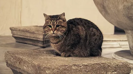 Prințesa Gli poate rămâne în castelul ei, Hagia Sophia