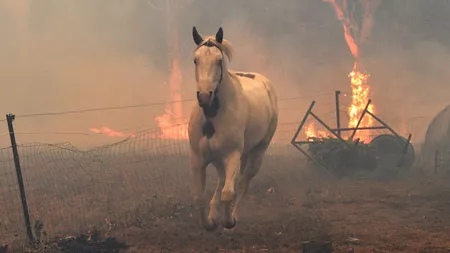Aproximativ 3 miliarde de animale, ucise sau strămutate din cauza incendiilor din Australia