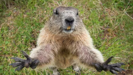 Un adolescent, în vârstă de 15 ani, a decedat după ce a mâncat o marmotă