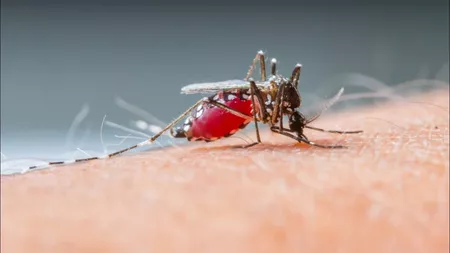 De ce țânțarii vor fi din ce in ce mai agresivi si vor transmite boli grave