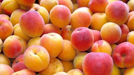 Atentie la samburii de caise! Care sunt totusi beneficiile pentru sănătate ale acestor fructe?