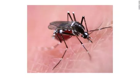 750 de milioane de țânțari modificați genetic vor fi eliberați în Florida