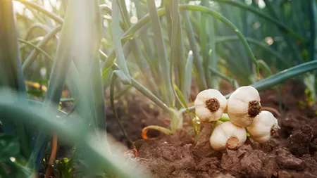 Fermierii din Iași primesc ajutorul de minimis pentru usturoiul cultivat, începând cu 1 noiembrie 2020. Cei 22 de cultivatori vor împărți 60.000 de euro