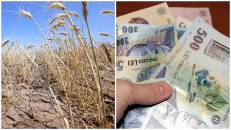 Vin banii pentru despăgubiri de secetă la culturile de toamnă. Lista cu primii fermieri din Iași care vor încasa ajutoarele pentru pierderile financiare cauzate de secetă