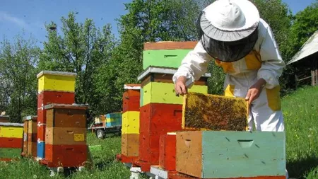 Apicultorii din Iași mai au termen câteva zile pentru a obține ajutorul de minimis de 25 de lei/familia de albine. Documentele se depun la Direcția Agricolă