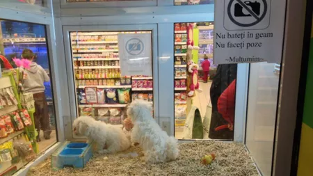 Dezacord total. Vânzarea animalelor de companie a crescut vertiginos în timp ce, la Iași, a crescut abandonul animalelor
